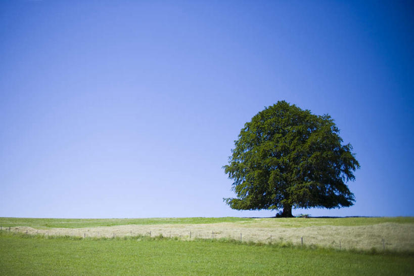 无人,横图,室外,白天,正面,旅游,度假,草地,草坪,美景,植物,阴影,光线,影子,景观,娱乐,草,树,树木,蓝色,绿色,蓝天,天空,阳光,自然,天,享受,休闲,景色,放松,生长,晴朗,成长,自然风光,万里无云,晴空,晴空万里,彩图