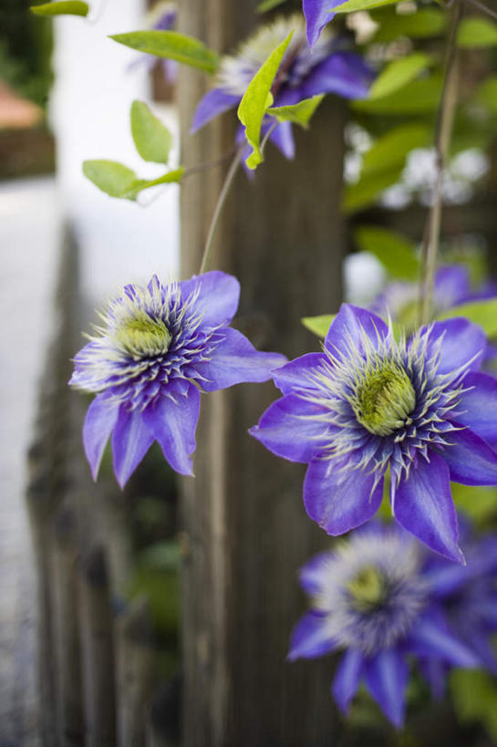 无人,栏杆,竖图,室外,特写,白天,正面,花海,花圃,美景,植物,叶子,朦胧,模糊,盛开,木制,景观,围栏,花蕾,护栏,花,花瓣,花朵,花卉,鲜花,绿色,紫色,自然,木制品,百香果,花丛,花束,花田,花苞,花蕊,西番莲,景色,自然风光,鸡蛋果,受难果,巴西果,彩图