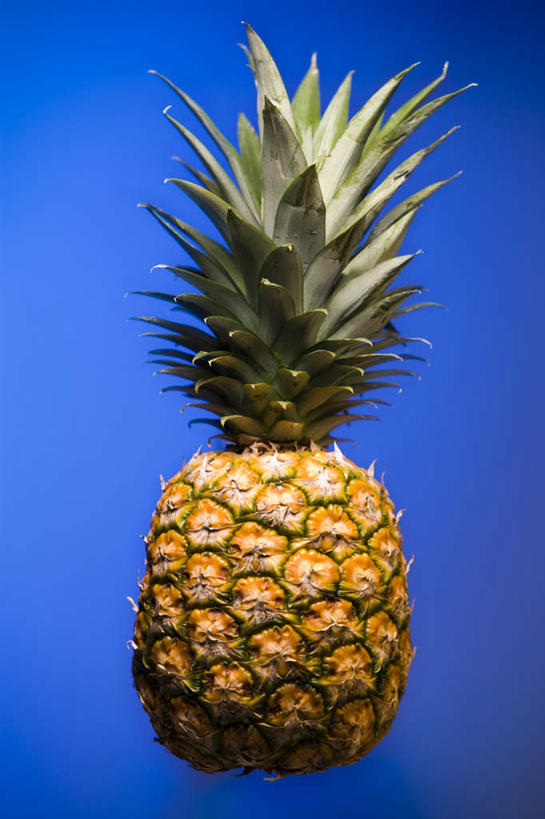 无人,竖图,室内,特写,白天,正面,植物,菠萝,水果,叶子,蓝色背景,新鲜,纹理,生食,食品,果实,绿叶,食物,一个,黄色,绿色,嫩叶,摄影,有机食品,绿色食品,影棚,单个,肌理,叶,叶片,叶脉,凤梨,彩图,影棚拍摄,拍摄