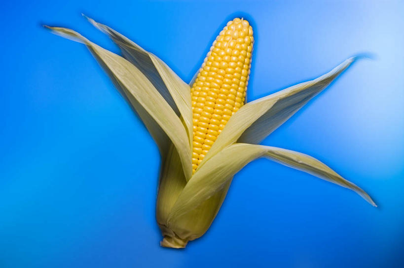 无人,横图,室内,特写,白天,正面,玉米,蔬菜,蓝色背景,新鲜,棒子,玉蜀黍,食品,食物,一个,黄色,摄影,有机食品,绿色食品,影棚,单个,苞米,苞芦,苞谷,包谷,大蜀黍,番麦,薏米包,玉高粱,玉麦,珍珠米,彩图,影棚拍摄,拍摄