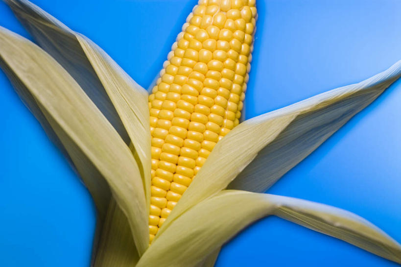 无人,横图,室内,特写,白天,正面,玉米,蔬菜,蓝色背景,新鲜,棒子,玉蜀黍,食品,食物,一个,黄色,摄影,有机食品,绿色食品,影棚,单个,苞米,苞芦,苞谷,包谷,大蜀黍,番麦,薏米包,玉高粱,玉麦,珍珠米,彩图,影棚拍摄,拍摄
