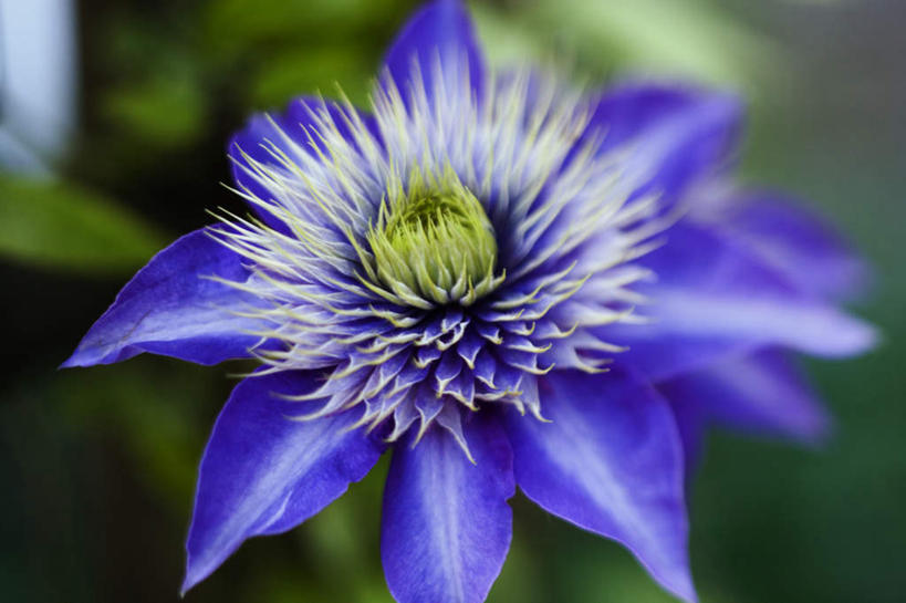 无人,横图,俯视,室外,特写,白天,花海,花圃,美景,植物,叶子,朦胧,模糊,盛开,景观,花蕾,花,花瓣,花朵,花卉,鲜花,一朵,蓝色,绿色,自然,百香果,花丛,花束,花田,花苞,花蕊,西番莲,景色,自然风光,鸡蛋果,受难果,巴西果,彩图,高角度拍摄