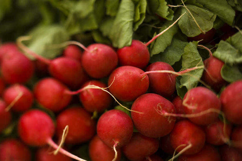 无人,横图,俯视,室内,特写,白天,植物,萝卜,蔬菜,叶子,一堆,许多,堆叠,堆积,朦胧,模糊,新鲜,纹理,食品,绿叶,很多,食物,红色,绿色,嫩叶,有机食品,绿色食品,堆,肌理,大红萝卜,东北红萝卜,叶,叶片,叶脉,莱菔,红萝卜,彩图,高角度拍摄