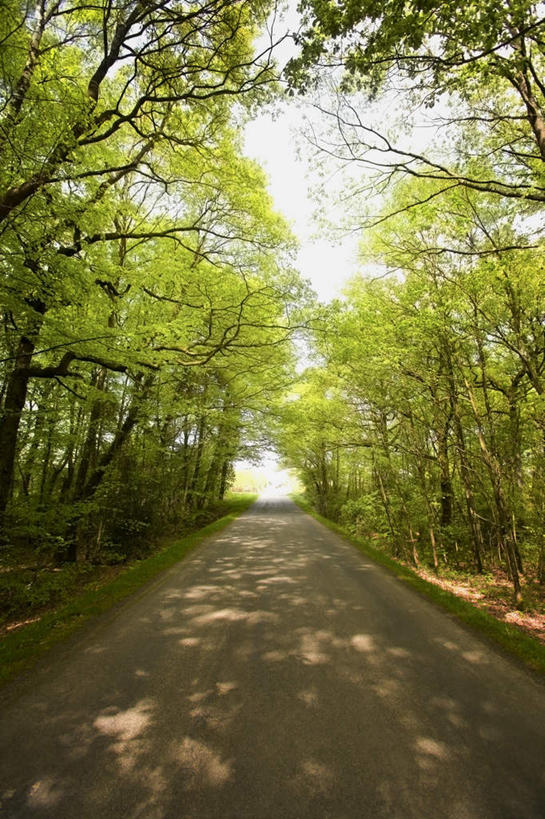 无人,竖图,室外,白天,正面,旅游,度假,草地,草坪,美景,植物,道路,路,阴影,光线,影子,景观,小路,交通,娱乐,草,树,树木,蓝色,绿色,蓝天,天空,阳光,自然,天,享受,休闲,景色,放松,生长,晴朗,成长,自然风光,万里无云,晴空,晴空万里,彩图