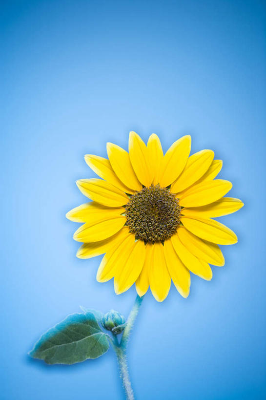 无人,竖图,室内,特写,白天,正面,爱情,幸福,太阳,向日葵,阴影,蓝色背景,盛开,反射,影子,花蕾,花,花瓣,花朵,鲜花,一朵,黄色,花苞,花蕊,摄影,影棚,光辉,沉默,忠诚,勇敢,投缘,爱慕,高傲,朝阳花,葵花,望日莲,向阳花,转日莲,彩图,影棚拍摄,拍摄
