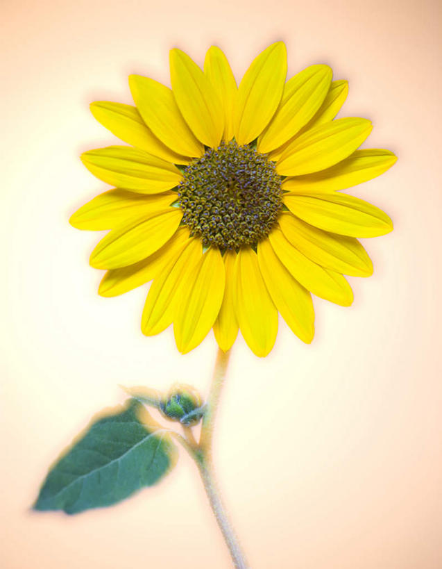 无人,竖图,室内,特写,白天,正面,爱情,幸福,太阳,向日葵,叶子,阴影,红色背景,盛开,反射,影子,绿叶,花蕾,花,花瓣,花朵,鲜花,一朵,黄色,花苞,花蕊,嫩叶,摄影,影棚,光辉,沉默,忠诚,勇敢,投缘,爱慕,高傲,朝阳花,葵花,望日莲,向阳花,转日莲,叶,叶片,彩图,影棚拍摄,拍摄