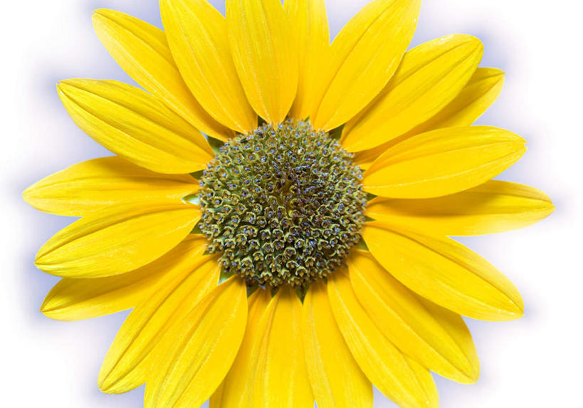 无人,横图,室内,特写,白天,白色背景,正面,爱情,幸福,太阳,向日葵,阴影,盛开,反射,影子,花蕾,花,花瓣,花朵,鲜花,一朵,黄色,花苞,花蕊,摄影,影棚,光辉,沉默,忠诚,勇敢,投缘,爱慕,高傲,朝阳花,葵花,望日莲,向阳花,转日莲,彩图,影棚拍摄,拍摄