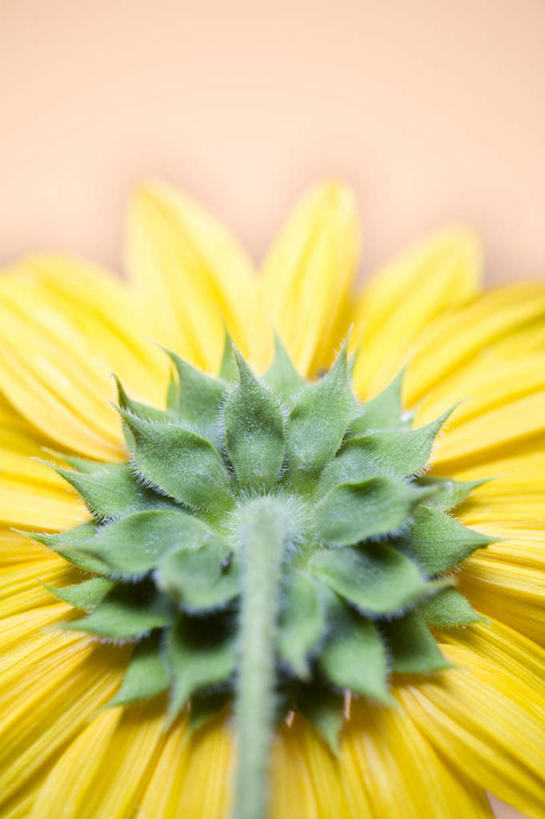 无人,竖图,室内,特写,白天,正面,爱情,幸福,太阳,向日葵,阴影,朦胧,模糊,盛开,反射,影子,花蕾,花,花瓣,花朵,鲜花,一朵,黄色,花苞,花蕊,摄影,影棚,光辉,沉默,忠诚,勇敢,投缘,爱慕,高傲,朝阳花,葵花,望日莲,向阳花,转日莲,彩图,影棚拍摄,拍摄