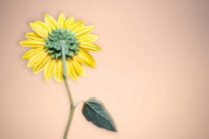 无人,横图,室内,特写,白天,正面,爱情,幸福,太阳,向日葵,叶子,阴影,朦胧,模糊,盛开,反射,影子,绿叶,花蕾,花,花瓣,花朵,鲜花,一朵,黄色,花苞,花蕊,嫩叶,摄影,影棚,光辉,沉默,忠诚,勇敢,投缘,爱慕,高傲,朝阳花,葵花,望日莲,向阳花,转日莲,叶,叶片,彩图,影棚拍摄,拍摄