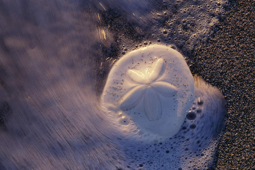 无人,横图,俯视,室外,白天,旅游,度假,海浪,海洋,美景,沙滩,阴影,光线,沙子,影子,海岸,景观,浪花,沙地,娱乐,海洋生物,白色,阳光,自然,海水,享受,休闲,景色,放松,自然风光,水生动物,水生物,海景,海底动物,海钱,沙钱,大海,风浪,海,海水的波动,海滩,近岸浪,涌浪,彩图,高角度拍摄,全身