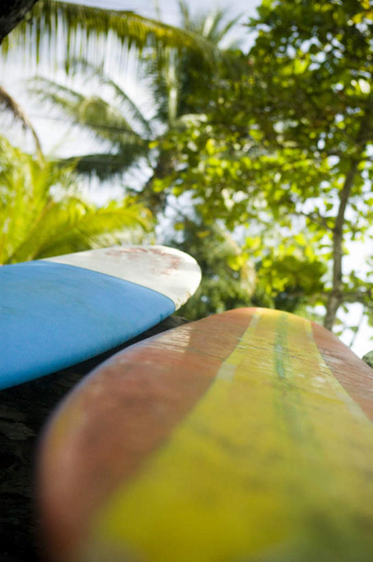 无人,竖图,室外,白天,仰视,沙滩,树林,植物,朦胧,模糊,冲浪板,沙子,海岸,沙地,运动器械,树,树木,一个,蓝色,绿色,自然,健身器械,生长,单个,成长,健身器材,冲浪装备,海滩,彩图,低角度拍摄,运动器材