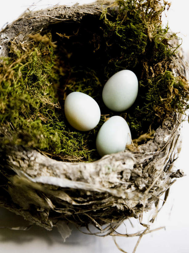 无人,竖图,俯视,室内,特写,白天,白色背景,草地,植物,阴影,反射,鸟巢,鸟窝,影子,蛋,鸡蛋,草,三个,绿色,摄影,影棚,草鸡蛋,卵,彩图,高角度拍摄,影棚拍摄,拍摄