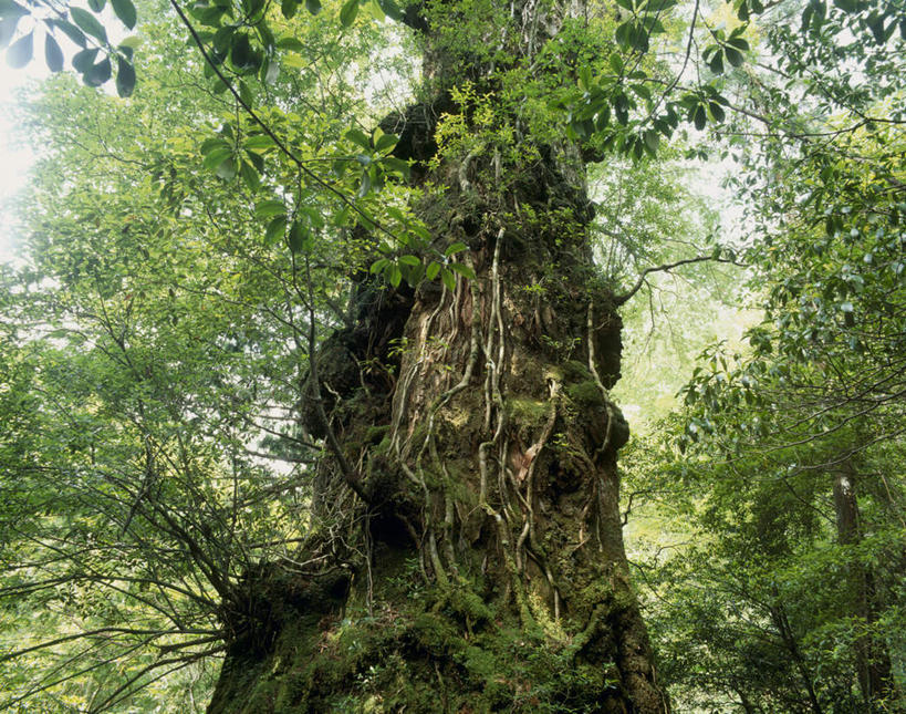 无人,横图,室外,白天,仰视,旅游,度假,美景,树林,植物,鹿儿岛,日本,亚洲,阴影,光线,影子,景观,枝条,娱乐,树,树干,树木,树枝,蓝色,绿色,蓝天,天空,阳光,自然,天,享受,休闲,景色,放松,生长,成长,自然风光,东亚,日本国,九州本岛,九州,九州岛,九州地方,鹿儿岛县,屋久岛,彩图,低角度拍摄