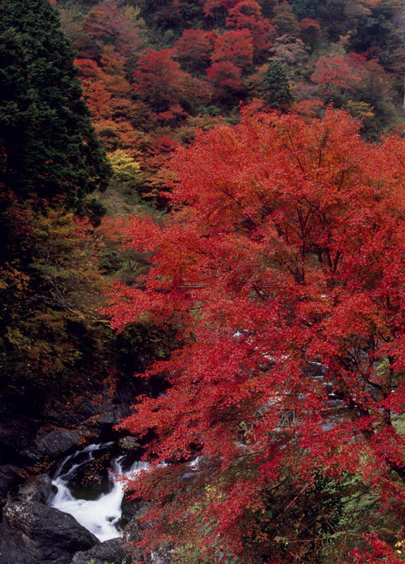 无人,竖图,俯视,室外,白天,旅游,度假,石头,美景,秋季,山,植物,奈良县,日本,亚洲,石子,景观,山峰,枫叶,山峦,娱乐,树,树木,红色,绿色,自然,享受,休闲,景色,放松,生长,成长,自然风光,东亚,本州,本州岛,日本国,近畿地方,奈良,近畿,涧,山涧,石块,溪涧,岩石,秋,秋天,彩图,高角度拍摄