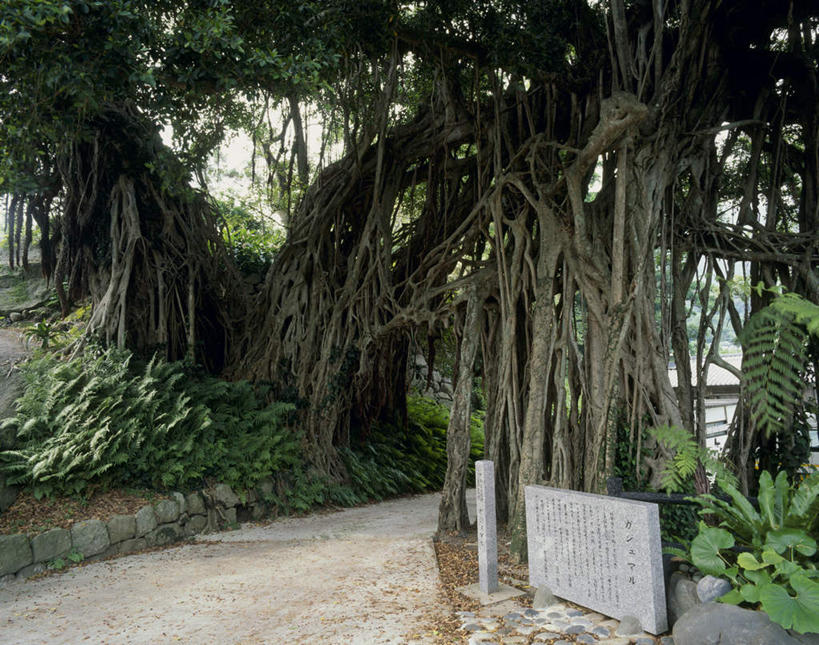 无人,横图,室外,白天,正面,旅游,度假,草地,草坪,美景,树林,植物,鹿儿岛,日本,亚洲,阴影,光线,影子,景观,地面,娱乐,草,树,树木,绿色,天空,阳光,自然,石碑,天,享受,休闲,景色,放松,生长,成长,自然风光,东亚,日本国,九州本岛,九州,九州岛,九州地方,鹿儿岛县,碑刻,彩图