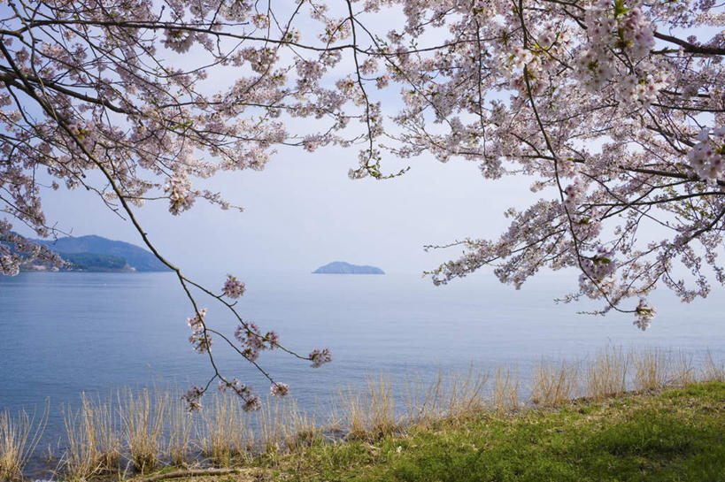 无人,横图,室外,白天,正面,旅游,度假,草地,草坪,湖,湖泊,美景,山,水,植物,樱花,日本,亚洲,许多,阴影,盛开,光线,影子,湖面,景观,山峰,水流,水面,粉红,山峦,花蕾,娱乐,草,花,花瓣,花朵,鲜花,粉色,蓝色,绿色,蓝天,天空,阳光,自然,湖水,天,花苞,花蕊,享受,休闲,景色,放松,自然风光,东亚,本州,本州岛,日本国,近畿地方,近畿,滋贺,滋贺县,琵琶湖,彩图