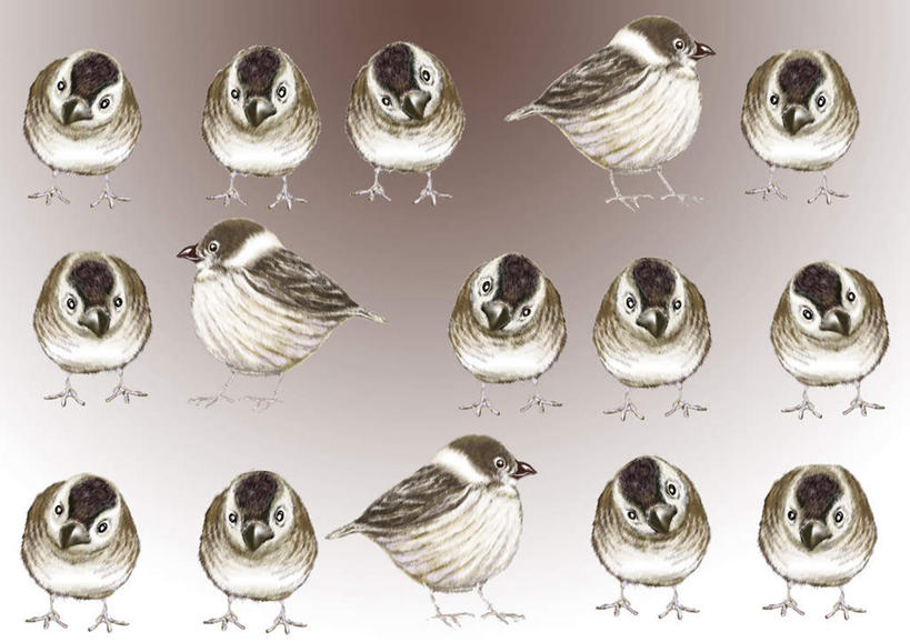 无人,站,横图,插画,室内,白天,白色背景,正面,数码,科技,鸟,野生动物,一排,一群,许多,阴影,灰色背景,整齐,网络,麻雀,鸟类,高光,几何,计算机图形,合成,图画,画,排列,灰色,动物,站着,可爱,活泼,电脑合成图,数码合成图,队列,漫画,写实,具体,具象,站立,彩图