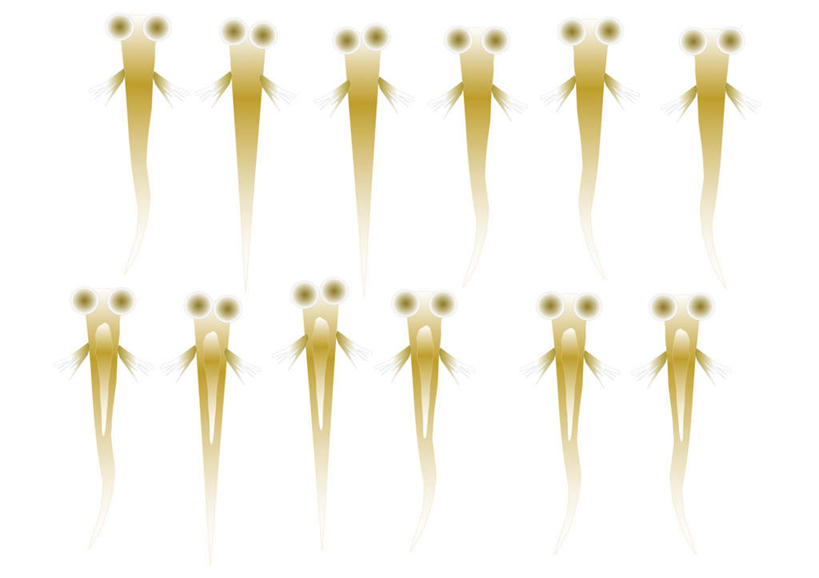 游泳,无人,横图,插画,室内,白天,白色背景,正面,数码,科技,野生动物,一排,阴影,整齐,网络,鱼,高光,几何,计算机图形,合成,图画,鱼类,画,排列,黄色,动物,可爱,活泼,游动,电脑合成图,数码合成图,队列,漫画,写实,具体,具象,鳉鱼,鳉,彩图