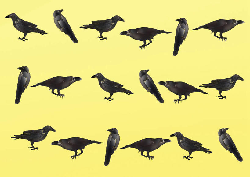 无人,站,横图,插画,室内,白天,正面,数码,科技,鸟,野生动物,一排,一群,许多,阴影,黄色背景,整齐,网络,鸟类,高光,几何,计算机图形,合成,图画,画,排列,黑色,动物,低头,站着,可爱,活泼,乌鸦,电脑合成图,数码合成图,队列,漫画,写实,具体,具象,站立,彩图