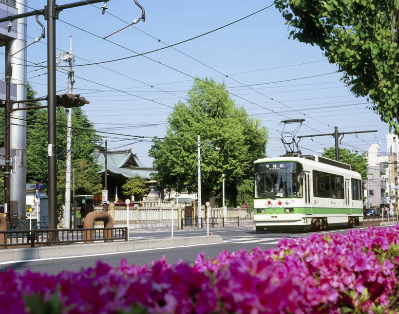 无人,横图,室外,白天,仰视,度假,美景,植物,城市风光,城市,道路,路,公路,公共汽车,东京,日本,亚洲,阴影,盛开,电力,光线,电线,电线杆,线,影子,景观,巴士,电能,公交车,交通,线路,花蕾,娱乐,车,花,花瓣,花朵,鲜花,树,树木,蓝色,绿色,蓝天,天空,阳光,自然,交通工具,天,花苞,花蕊,享受,休闲,景色,放松,生长,晴朗,成长,电,电源,载具,能量,东亚,本州,万里无云,关东地方,本州岛,日本国,东京都,荒川区,晴空,晴空万里,马路,彩图,低角度拍摄