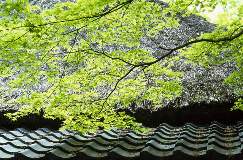 无人,横图,室外,白天,仰视,旅游,度假,美景,植物,建筑,京都,日本,亚洲,阴影,光线,瓦片,影子,屋顶,景观,枝条,顶棚,瓦,娱乐,树,树木,树枝,绿色,阳光,自然,享受,休闲,景色,放松,建造,京都府,生长,成长,自然风光,东亚,屋瓦,本州,本州岛,日本国,近畿地方,近畿,虬枝,枝杈,彩图,低角度拍摄