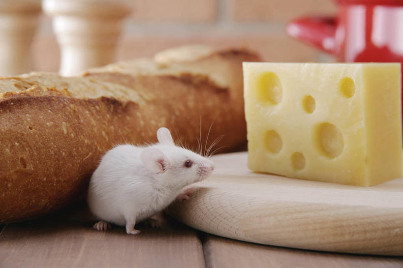 点心,面包,奶酪,无人,站,横图,室内,特写,白天,侧面,建材,建筑,野生动物,老鼠,杯子,厨具,一块,阴影,朦胧,模糊,反射,细菌,木制,材料,瓷器,工具,影子,砖,砖块,墙,干酪,起司,食品,面点,案板,咖啡杯,陶瓷制品,芝士,营养,注视,墙壁,墙面,砧板,食物,糕点,两个,一个,一只,红色,白色,动物,木制品,观察,看,站着,砖头,乳酪,建造,红砖,单个,观看,胡椒磨,察看,乳制品,关注,瓷杯,研磨器,横截面,发酵,剖面,病菌,传染,四害,胡椒研磨器,鼷鼠,小家鼠,截面,截面图形,石料,小白鼠,耗子,站立,彩图,全身,砌墙砖