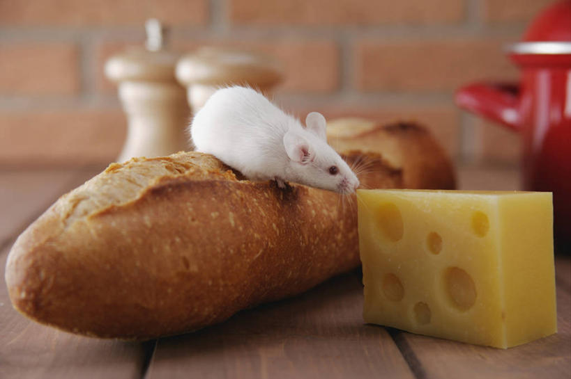 点心,面包,奶酪,无人,站,横图,室内,特写,白天,侧面,建材,建筑,野生动物,老鼠,杯子,厨具,一块,阴影,朦胧,模糊,反射,细菌,木制,材料,瓷器,工具,影子,砖,砖块,墙,干酪,起司,食品,面点,咖啡杯,陶瓷制品,芝士,营养,注视,墙壁,墙面,食物,糕点,两个,一个,一只,红色,白色,动物,木制品,观察,看,站着,砖头,乳酪,建造,红砖,单个,观看,胡椒磨,察看,乳制品,关注,瓷杯,研磨器,横截面,发酵,剖面,病菌,传染,四害,胡椒研磨器,鼷鼠,小家鼠,截面,截面图形,石料,小白鼠,耗子,站立,彩图,全身,砌墙砖