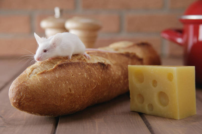 点心,面包,奶酪,无人,站,横图,室内,特写,白天,正面,建材,建筑,野生动物,老鼠,杯子,厨具,一块,阴影,朦胧,模糊,反射,细菌,木制,材料,瓷器,工具,影子,砖,砖块,墙,干酪,起司,食品,面点,咖啡杯,陶瓷制品,芝士,营养,注视,墙壁,墙面,食物,糕点,两个,一个,一只,红色,白色,动物,木制品,观察,看,站着,砖头,乳酪,建造,红砖,单个,观看,胡椒磨,察看,乳制品,关注,瓷杯,研磨器,横截面,发酵,剖面,病菌,传染,四害,胡椒研磨器,鼷鼠,小家鼠,截面,截面图形,石料,小白鼠,耗子,站立,彩图,全身,砌墙砖