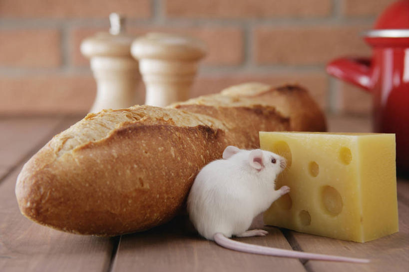 点心,面包,奶酪,无人,站,横图,室内,特写,白天,建材,建筑,野生动物,老鼠,杯子,厨具,一块,阴影,朦胧,模糊,反射,细菌,木制,材料,瓷器,工具,影子,砖,砖块,墙,干酪,起司,食品,面点,咖啡杯,陶瓷制品,芝士,营养,注视,墙壁,墙面,食物,糕点,两个,一个,一只,背面,红色,白色,动物,木制品,观察,看,站着,砖头,乳酪,建造,红砖,单个,观看,胡椒磨,察看,乳制品,关注,瓷杯,研磨器,横截面,发酵,剖面,病菌,传染,四害,胡椒研磨器,鼷鼠,小家鼠,截面,截面图形,石料,小白鼠,耗子,站立,彩图,全身,砌墙砖