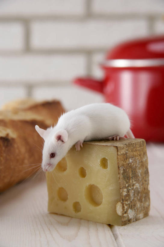 点心,面包,奶酪,无人,站,竖图,室内,特写,白天,正面,建材,餐桌,桌子,建筑,野生动物,老鼠,杯子,一块,阴影,朦胧,模糊,反射,细菌,材料,瓷器,影子,砖,砖块,墙,干酪,起司,食品,面点,咖啡杯,陶瓷制品,芝士,营养,注视,墙壁,墙面,食物,糕点,一个,一只,红色,白色,动物,观察,看,站着,砖头,乳酪,建造,单个,餐台,观看,察看,乳制品,关注,瓷杯,横截面,发酵,剖面,病菌,传染,四害,鼷鼠,小家鼠,截面,截面图形,石料,小白鼠,耗子,站立,彩图,全身,砌墙砖