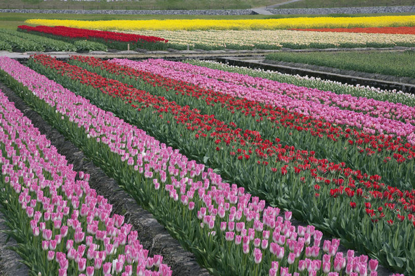 无人,横图,俯视,室外,白天,爱情,旅游,度假,草地,草坪,花海,花圃,美景,植物,郁金香,叶子,富山县,日本,亚洲,盛开,景观,祝福,花蕾,娱乐,草,花,花瓣,花朵,花卉,鲜花,粉色,黄色,红色,绿色,自然,花丛,花束,花田,花苞,花蕊,享受,休闲,景色,放松,表白,自然风光,荣誉,东亚,本州,本州岛,日本国,中部地方,永恒,富山,郁香,洋荷花,草麝香,彩图,高角度拍摄,朝日町,下新川郡