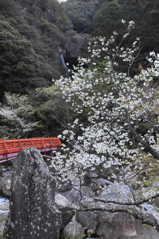 无人,栏杆,竖图,室外,白天,正面,旅游,度假,幸福,纯洁,石头,美景,森林,树林,植物,樱花,日本,亚洲,盛开,木板,石子,景观,悬崖,围栏,桥,木桥,花蕾,娱乐,护栏,栈桥,花,花瓣,花朵,鲜花,树,树木,绿色,白色,自然,花苞,花蕊,享受,休闲,景色,放松,生长,成长,等待,人行桥,木板桥,生命,自然风光,东亚,本州,本州岛,日本国,近畿地方,近畿,仙樱花,福岛樱,青肤樱,高尚,和歌山,和歌山县,绝壁,热烈,石块,岩石,荆桃,彩图,田边市