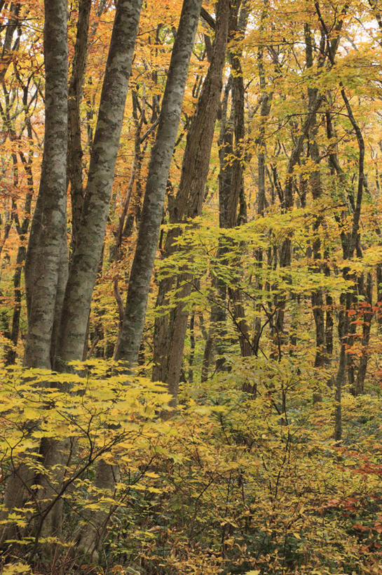 无人,竖图,室外,白天,正面,旅游,度假,美景,秋季,森林,树林,植物,叶子,日本,亚洲,景观,枯叶,落叶,娱乐,树,树木,绿色,自然,享受,休闲,景色,放松,生长,成长,自然风光,东亚,山毛榉,本州,本州岛,日本国,中国地方,麻栎金刚,山毛榉树,鸟取,鸟取县,叶,叶片,秋,秋天,彩图,大山町,西伯郡