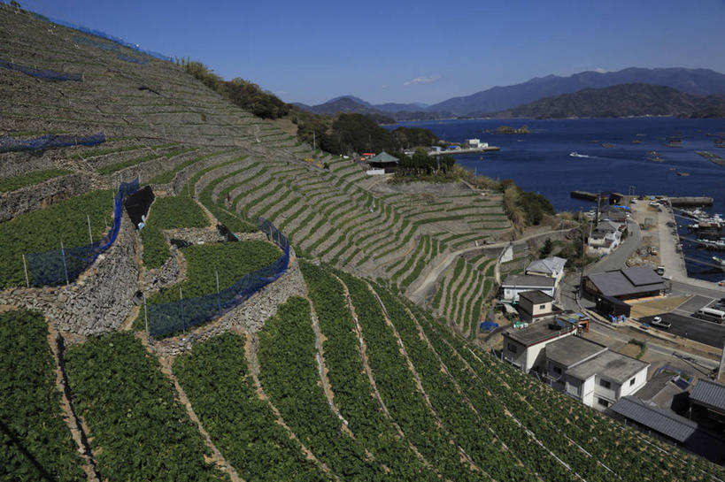 无人,家,农田,横图,室外,白天,正面,度假,庄稼,梯田,农作物,美景,山,山脉,城市风光,城市,爱媛县,日本,亚洲,阴影,曲折,弯曲,光线,影子,房屋,屋子,景观,山峰,山峦,娱乐,楼房,住宅,蓝色,蓝天,天空,阳光,群山,天,享受,休闲,景色,放松,蜿蜒,晴朗,东亚,万里无云,日本国,爱媛,四国地方,四国,四国岛,晴空,晴空万里,彩图,耕地,庄稼田,房子,宇和岛市,宇和岛