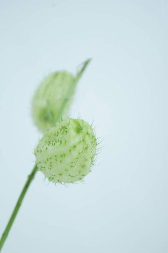 无人,竖图,室内,白天,白色背景,正面,叶子,盛开,绿叶,花蕾,花,花瓣,花朵,鲜花,一朵,花苞,花蕊,嫩叶,摄影,影棚,叶,叶片,彩图,影棚拍摄,拍摄