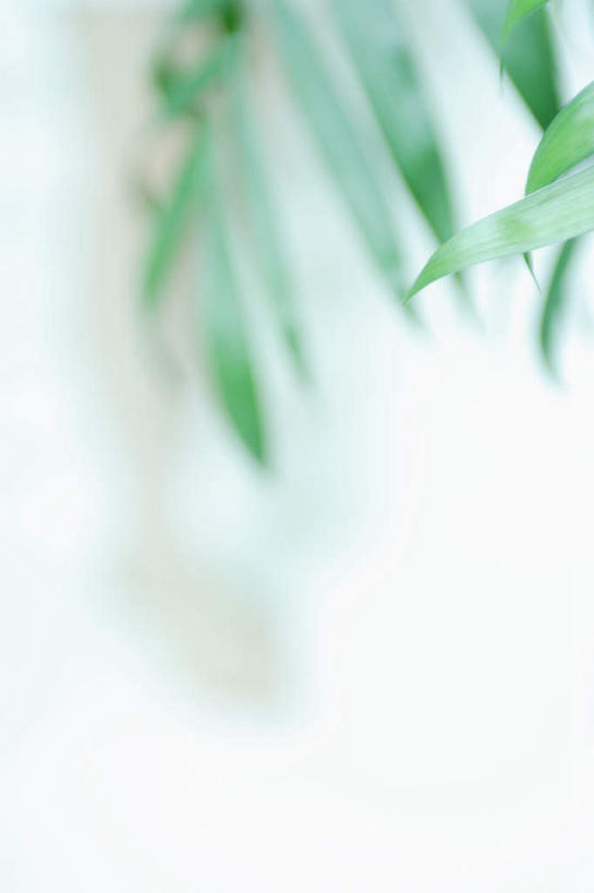 无人,竖图,室内,特写,白天,白色背景,正面,叶子,绿叶,嫩叶,摄影,影棚,叶,叶片,彩图,影棚拍摄,拍摄