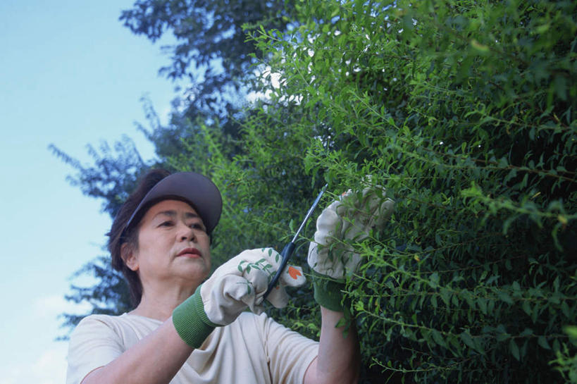 东方人,一个人,站,横图,室外,白天,仰视,植物,叶子,亚洲,仅一个女性,仅一个人,修剪,服装,工具,剪刀,绿叶,拿,拿着,注视,休闲装,黄种人,树,树木,衣服,蓝色,绿色,蓝天,天空,自然,天,观察,看,站着,休闲,休闲服,嫩叶,服饰,仅一个老年女性,生长,成长,观看,裁剪,察看,剪子,剪裁,切割,关注,老年女性,女人,女性,亚洲人,叶,叶片,站立,半身,彩图,低角度拍摄