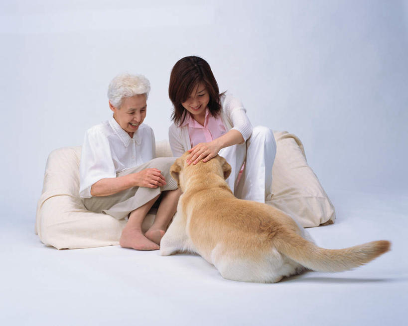 东方人,两个人,坐,笑,微笑,露齿笑,横图,室内,白天,白色背景,正面,宠物,狗,亚洲,抚摸,服装,注视,休闲装,黄种人,金毛犬,一只,衣服,动物,观察,看,休闲,休闲服,可爱,摄影,服饰,影棚,观看,察看,关注,忠诚,老年女性,年轻女性,女人,女性,亚洲人,犬,坐着,彩图,全身,影棚拍摄,拍摄
