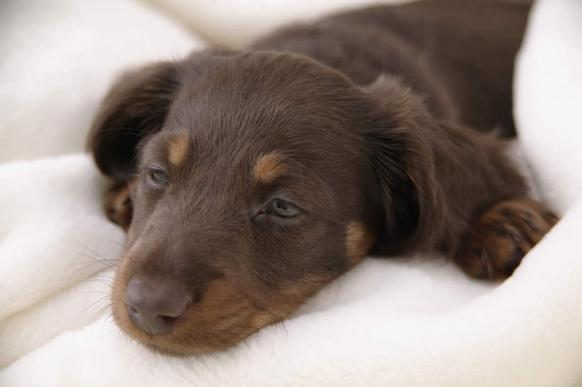 无人,横图,俯视,室内,白天,白色背景,宠物,狗,纺织物,猎犬,注视,一只,白色,黑色,动物,毛巾,观察,看,趴着,清洁,可爱,摄影,影棚,观看,保暖,察看,关注,透气,德国猎犬,防水,忠诚,储水,耐磨,吸水,犬,趴,半身,彩图,高角度拍摄,影棚拍摄,拍摄