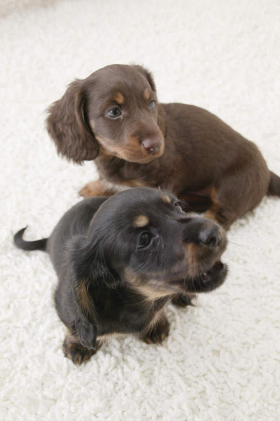 无人,坐,竖图,俯视,室内,白天,白色背景,宠物,狗,纺织物,猎犬,注视,白色,黑色,动物,毛巾,观察,看,清洁,两只,可爱,摄影,影棚,观看,保暖,察看,关注,透气,德国猎犬,防水,忠诚,储水,耐磨,吸水,犬,坐着,彩图,高角度拍摄,全身,影棚拍摄,拍摄