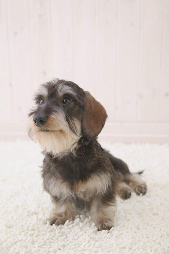 无人,坐,竖图,室内,白天,白色背景,正面,宠物,狗,纺织品,装饰,毛毯,毯子,猎犬,注视,纺织,一只,白色,动物,垫子,观察,看,温暖,可爱,摄影,影棚,观看,华丽,修饰,点缀,察看,关注,德国猎犬,忠诚,衬托,美观,雅致,雅观,犬,坐着,彩图,全身,影棚拍摄,拍摄