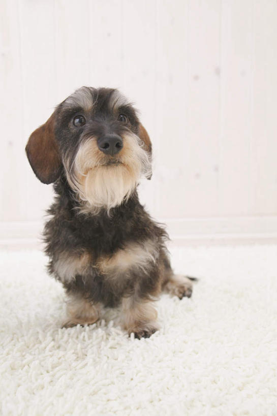 无人,坐,竖图,室内,白天,白色背景,正面,宠物,狗,纺织品,装饰,毛毯,毯子,猎犬,注视,纺织,一只,白色,动物,垫子,观察,看,温暖,可爱,摄影,影棚,观看,华丽,修饰,点缀,察看,关注,德国猎犬,忠诚,衬托,美观,雅致,雅观,犬,坐着,彩图,全身,影棚拍摄,拍摄