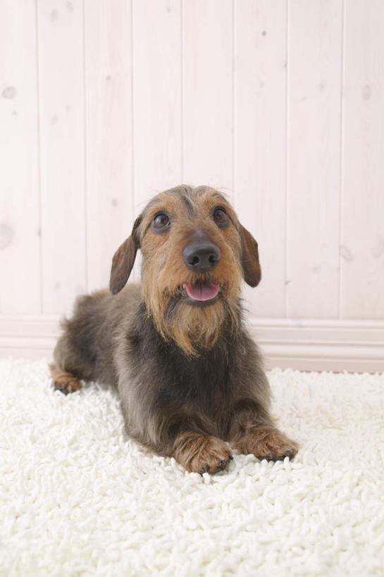 无人,竖图,室内,白天,白色背景,正面,宠物,狗,纺织品,装饰,毛毯,毯子,猎犬,注视,纺织,一只,白色,动物,垫子,观察,看,趴着,温暖,可爱,摄影,影棚,观看,华丽,修饰,点缀,察看,关注,德国猎犬,忠诚,衬托,美观,雅致,雅观,犬,趴,彩图,全身,影棚拍摄,拍摄