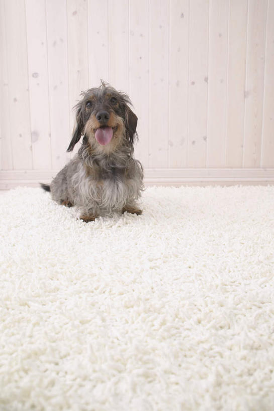 无人,竖图,室内,白天,白色背景,正面,宠物,狗,纺织品,装饰,毛毯,毯子,猎犬,注视,纺织,一只,白色,动物,垫子,观察,看,趴着,温暖,可爱,摄影,影棚,观看,华丽,修饰,点缀,察看,关注,德国猎犬,忠诚,衬托,美观,雅致,雅观,犬,趴,彩图,全身,影棚拍摄,拍摄