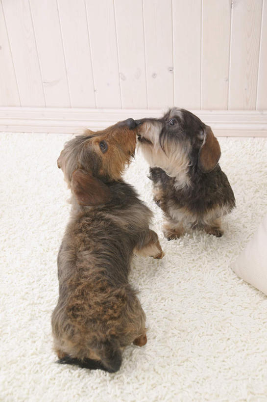 无人,坐,吻,竖图,俯视,室内,白天,白色背景,宠物,狗,纺织品,装饰,毛毯,毯子,猎犬,注视,纺织,白色,动物,垫子,观察,看,两只,温暖,可爱,摄影,影棚,观看,华丽,修饰,点缀,察看,关注,德国猎犬,忠诚,衬托,美观,雅致,雅观,犬,亲,亲吻,坐着,彩图,高角度拍摄,全身,影棚拍摄,拍摄