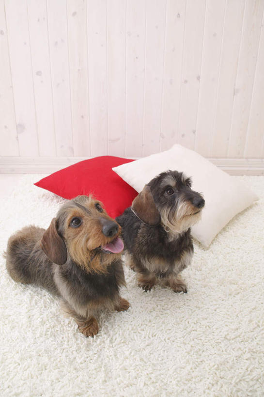 无人,坐,竖图,俯视,室内,白天,白色背景,靠垫,宠物,狗,纺织品,装饰,毛毯,毯子,靠枕,猎犬,注视,纺织,两个,红色,白色,动物,抱枕,垫子,枕头,观察,看,两只,温暖,可爱,摄影,影棚,观看,华丽,修饰,点缀,察看,关注,德国猎犬,忠诚,衬托,美观,雅致,雅观,犬,坐着,彩图,高角度拍摄,全身,影棚拍摄,拍摄