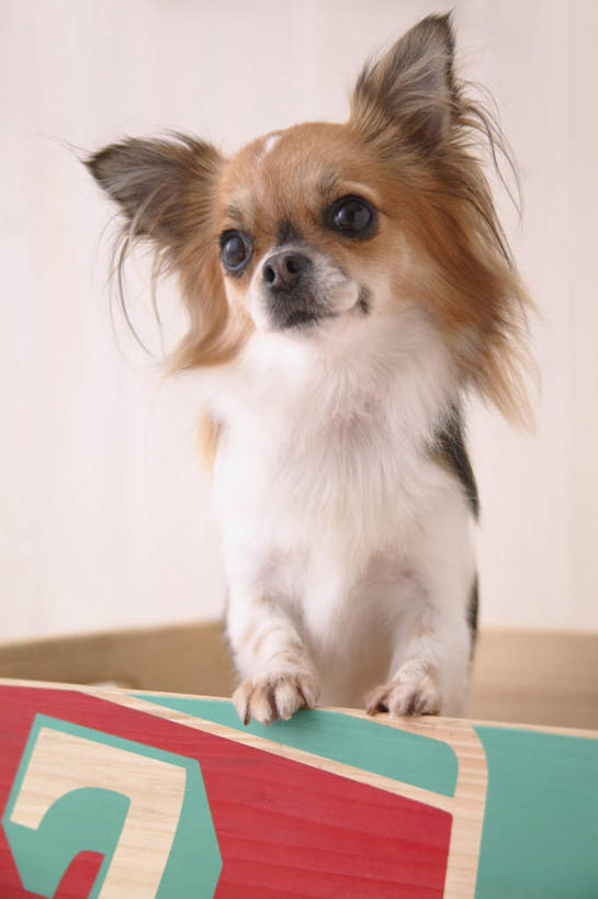 无人,站,竖图,室内,白天,白色背景,正面,宠物,狗,英文,包装,标志,文字,纸箱,字符,字母,吉娃娃,注视,标识,一只,动物,容器,箱子,观察,看,站着,可爱,摄影,影棚,观看,英文字母,察看,关注,纸板箱,忠诚,包装箱,芝娃娃,奇娃娃,吉娃娃犬,齐花花,犬,站立,半身,彩图,影棚拍摄,拍摄