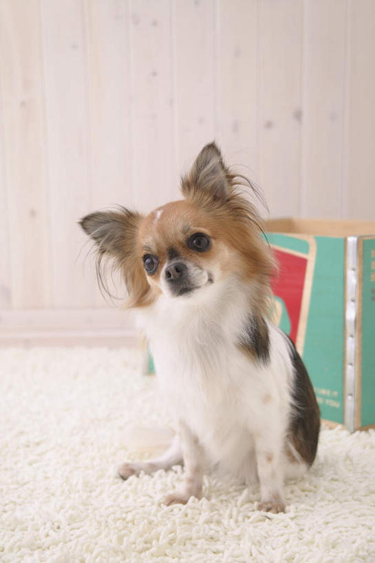 无人,坐,竖图,室内,白天,白色背景,正面,宠物,狗,英文,包装,标志,文字,纸箱,字符,字母,吉娃娃,注视,标识,一只,动物,容器,箱子,观察,看,可爱,摄影,影棚,观看,英文字母,察看,关注,纸板箱,忠诚,包装箱,芝娃娃,奇娃娃,吉娃娃犬,齐花花,犬,坐着,彩图,全身,影棚拍摄,拍摄