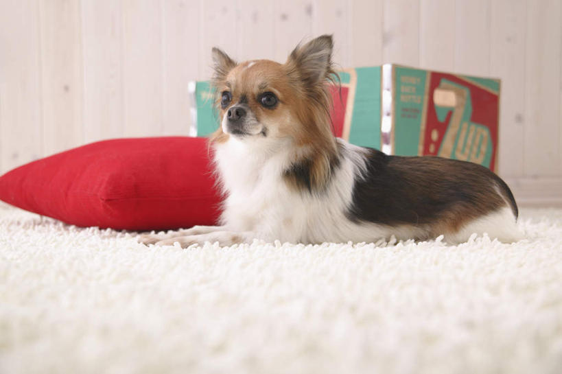 无人,横图,室内,白天,白色背景,侧面,靠垫,宠物,狗,英文,包装,标志,文字,纸箱,字符,字母,靠枕,吉娃娃,注视,标识,一个,一只,红色,动物,容器,箱子,抱枕,枕头,观察,看,趴着,可爱,摄影,影棚,单个,观看,英文字母,察看,关注,纸板箱,忠诚,包装箱,芝娃娃,奇娃娃,吉娃娃犬,齐花花,犬,趴,彩图,全身,影棚拍摄,拍摄