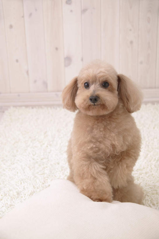 无人,家,坐,竖图,室内,白天,正面,宠物,狗,纺织品,装饰,毛毯,毯子,房屋,墙,屋子,注视,贵宾犬,楼房,墙壁,墙面,住宅,纺织,一只,白色,动物,垫子,观察,看,温暖,可爱,观看,华丽,修饰,点缀,察看,关注,贵妇犬,忠诚,玩具贵宾犬,衬托,美观,雅致,雅观,犬,坐着,彩图,全身,房子